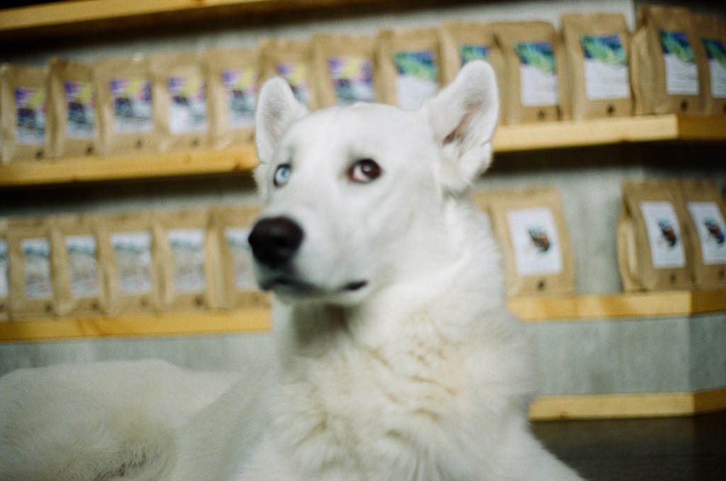 A husky is lying down, he has iridea heterchromia and looks off to the side. Behind him are bags of coffee. 