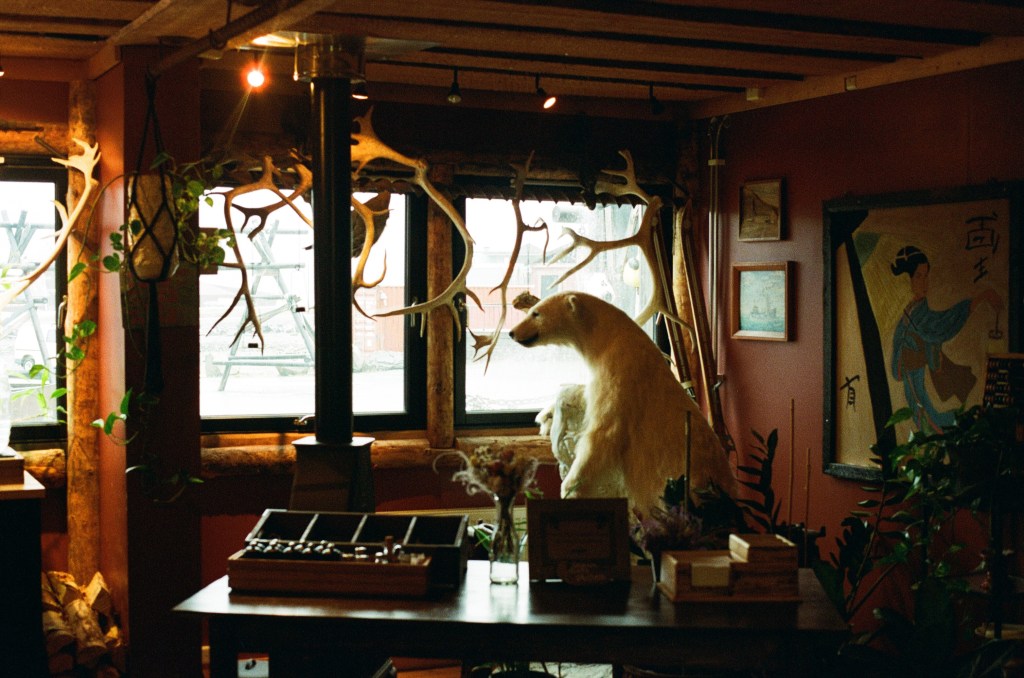 A busy indoor scene with reindeer antlers hanging from the ceiling, a taxidermy polar bear looking out the window and plants hanging from the veiling and in pots around the room. 