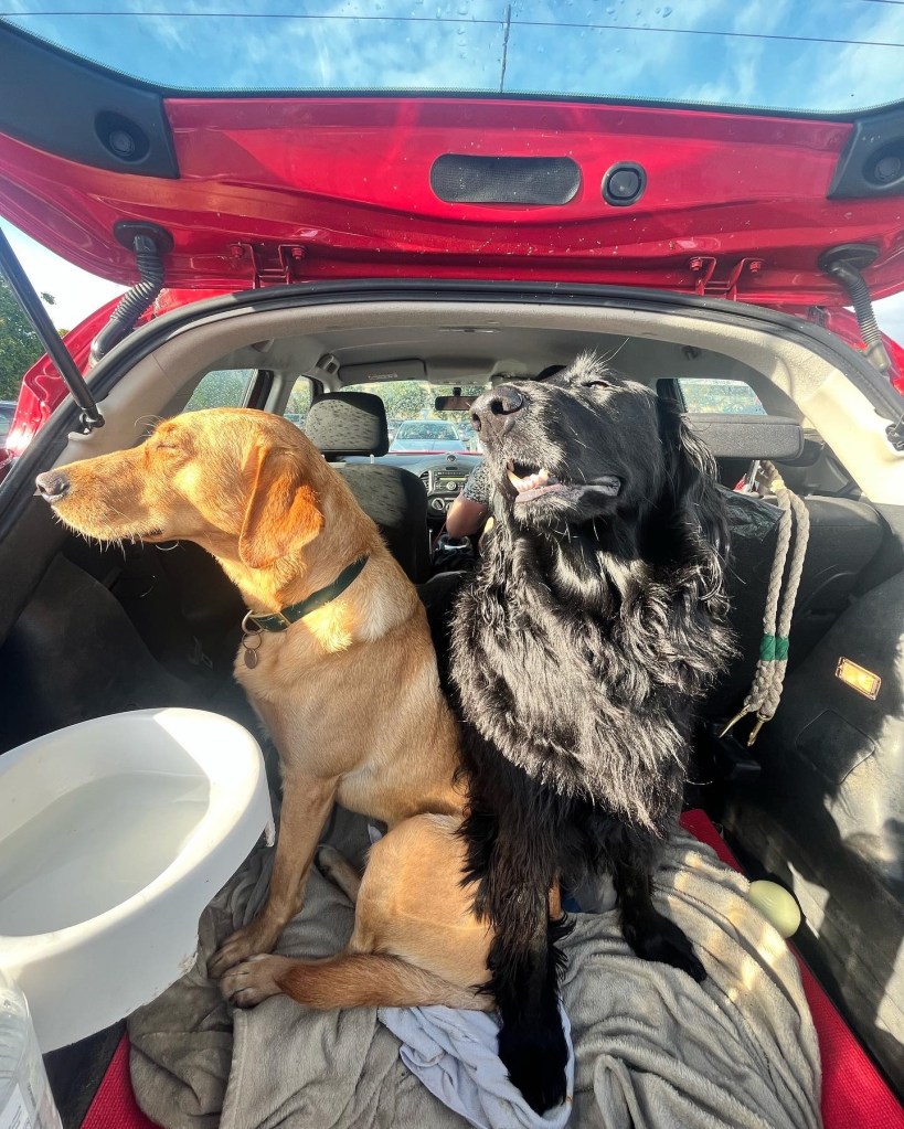 Looking into the boot of a red car the camera operator is offering a bowl of water. On the right there is a black flatcoated retriever head up and looking slightly to the side his hairy chest main glistening in the sun. To the left is a yellow labrador facing into the sun, eyes closed and looking content.