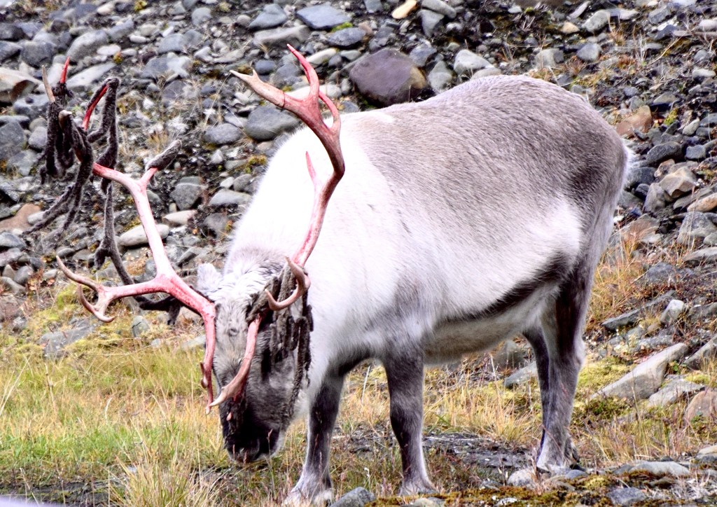 Reindeer with antlers molting.