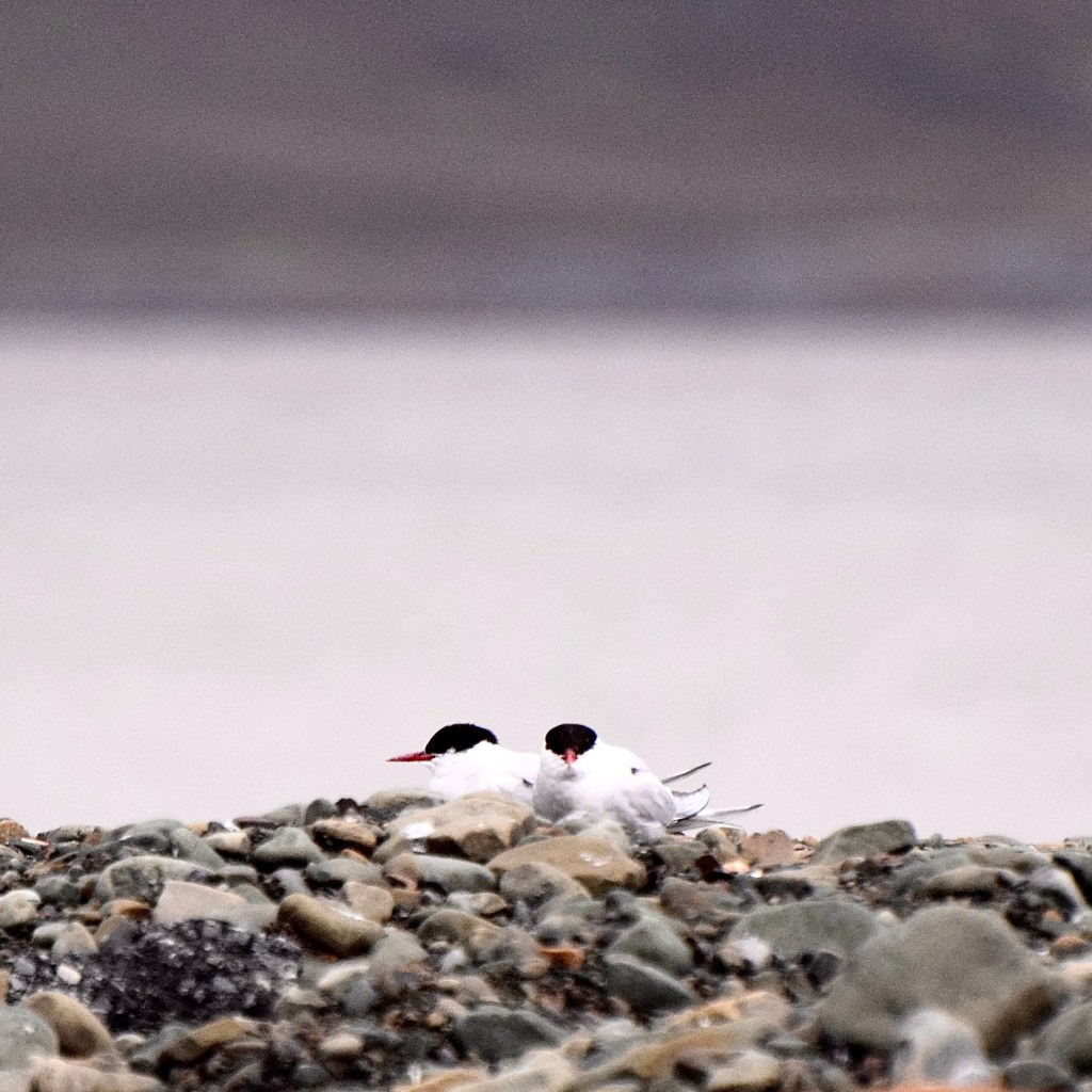 2 black headed birds with pointy orange beaks and white bodies are seen sitting on a stony shore. 