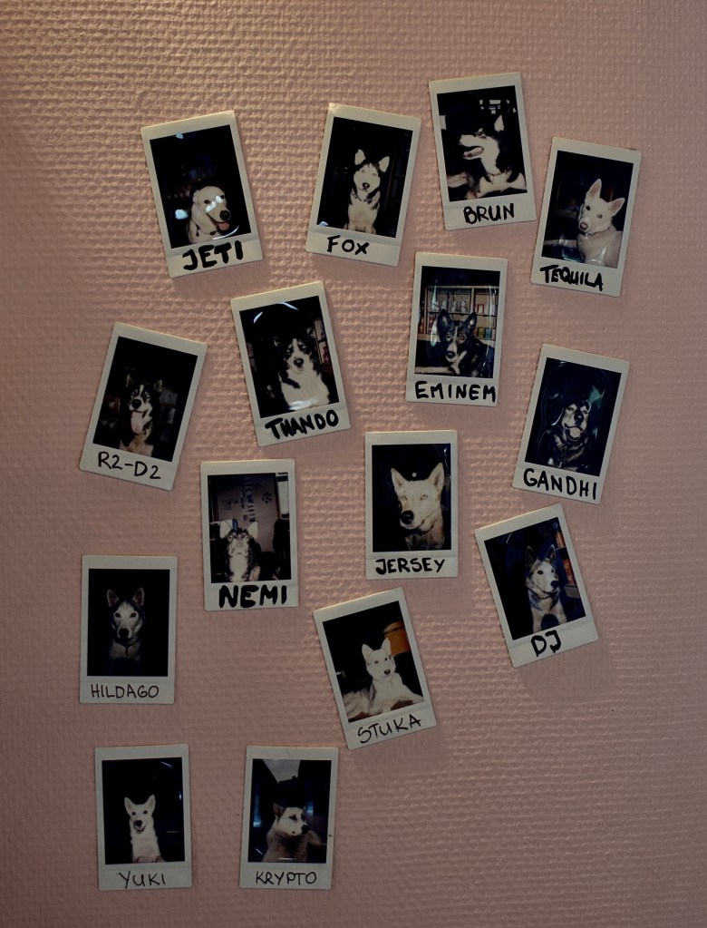 Polaroid pictures of dogs with names are pinned to a wall. 