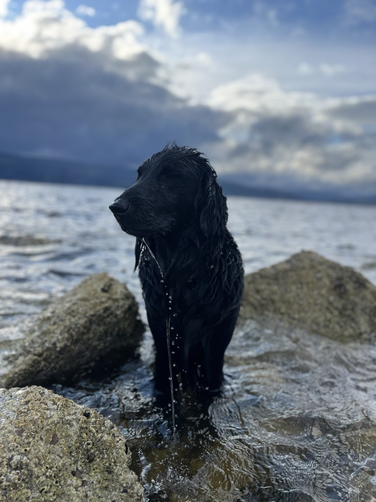 A black flatcoated retriever stands between some boulders in the sea his eyes are closed and he appears content as is wet from swimming.