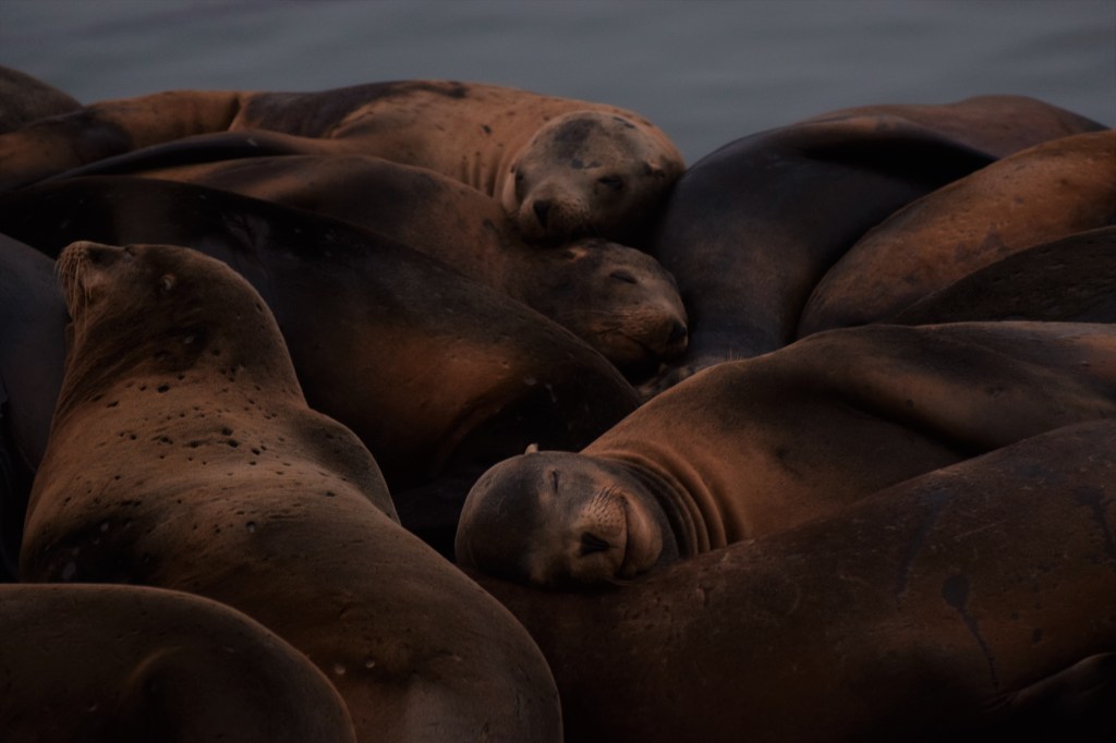 Seals are stacked up on each other, the middle one is eyes shut and looks to be smiling. 