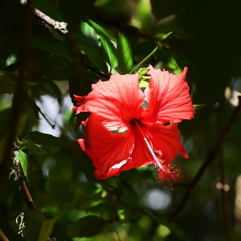Red hibiscus flower.