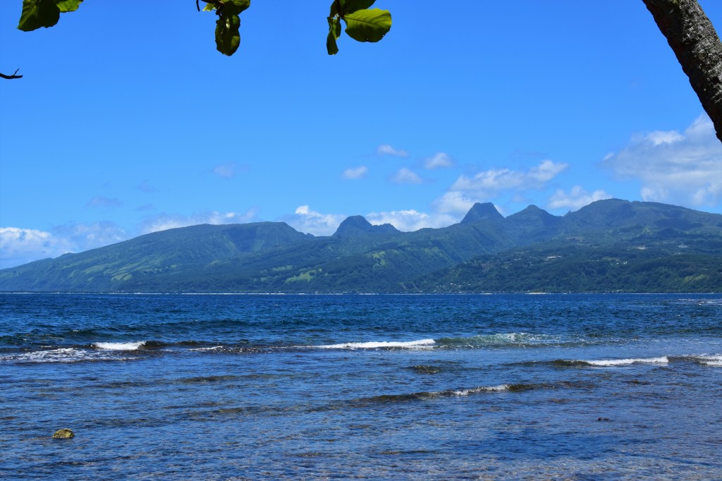 A fig tree frames a seafront view looking back onto a mountainous lush green island. 