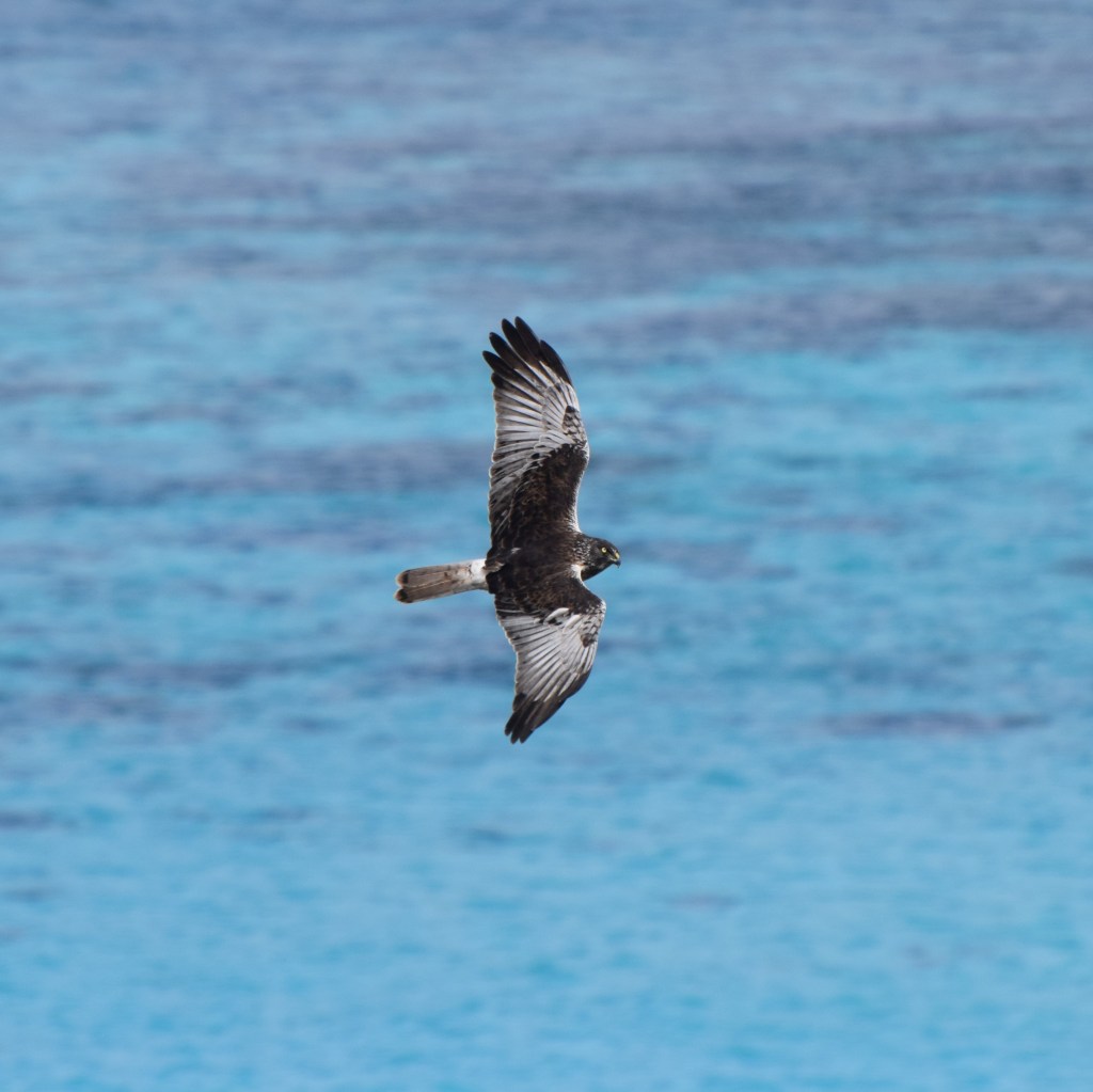 A bird of prey swoops in front of the blue clear water. 