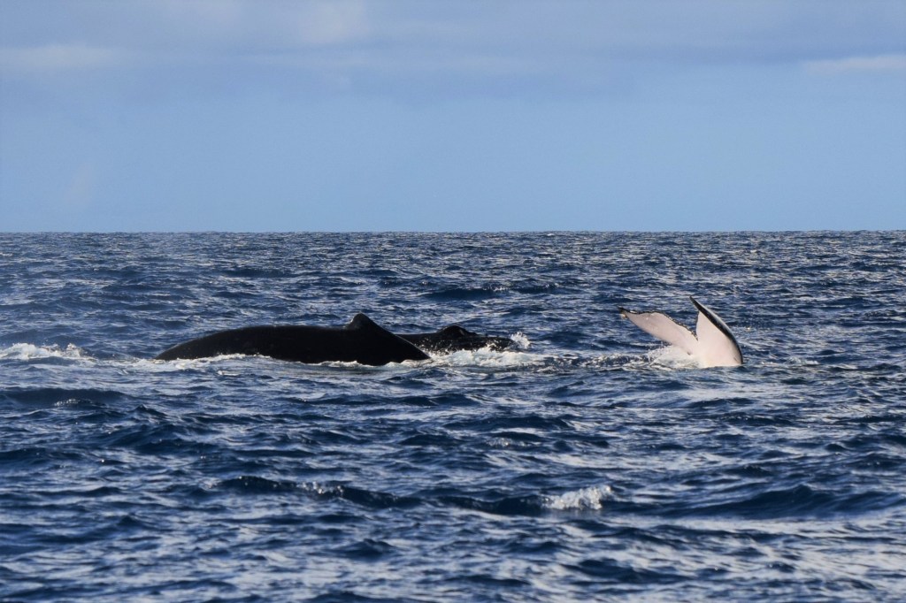 Two dorsal fins and a tail fin of a humpback whale can be seen. 