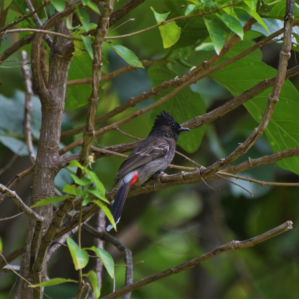 A medium sized bird with a mohawk and red bum can be seen sitting in a fiddle leaf fig. 