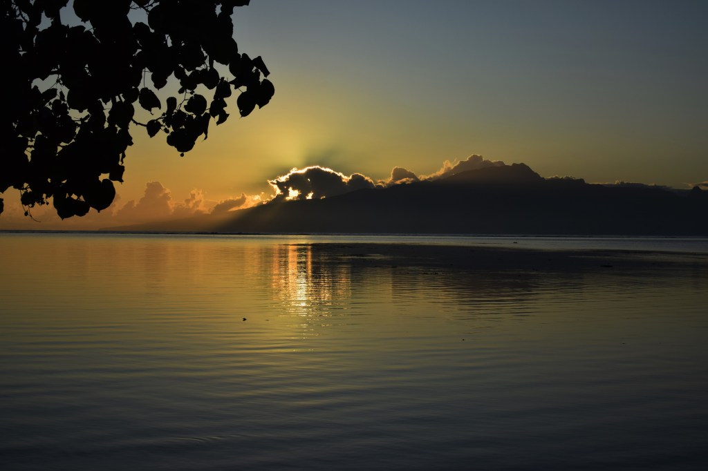 A tree is silhouetted in the foreground. in the distance the pastels of a sun rise can be seen on the horizon with a golden glow where the sun is peaking up through some clouds. 