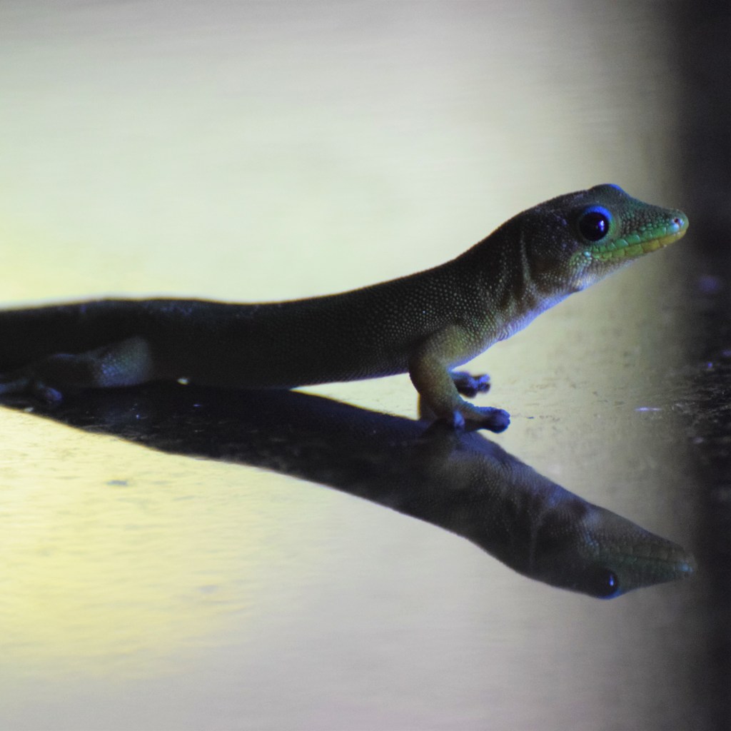 A lizard sits on a table with the reflection seen on the surface. 
