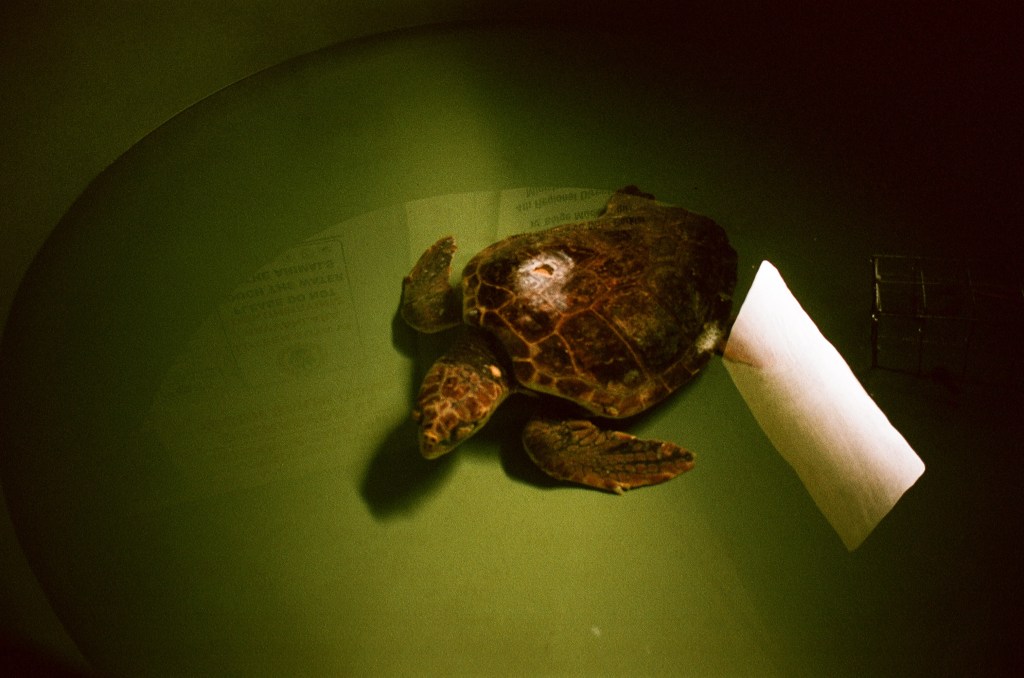 A turtle is seen in a tank with a wound to its shell.