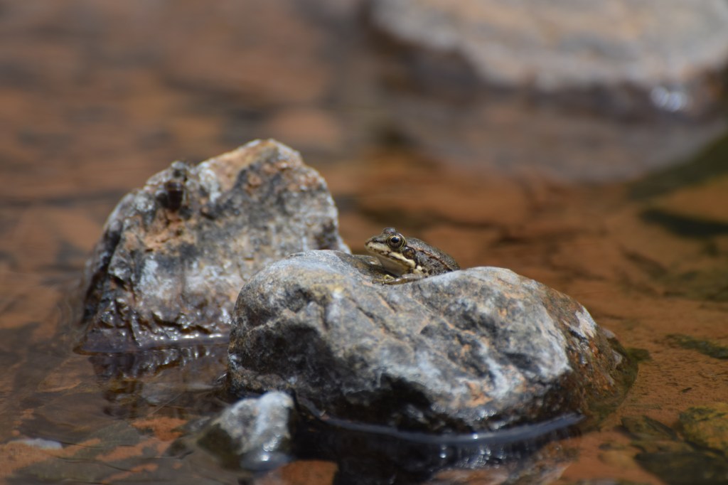 A small frog sits upon a rock surrounded by water.