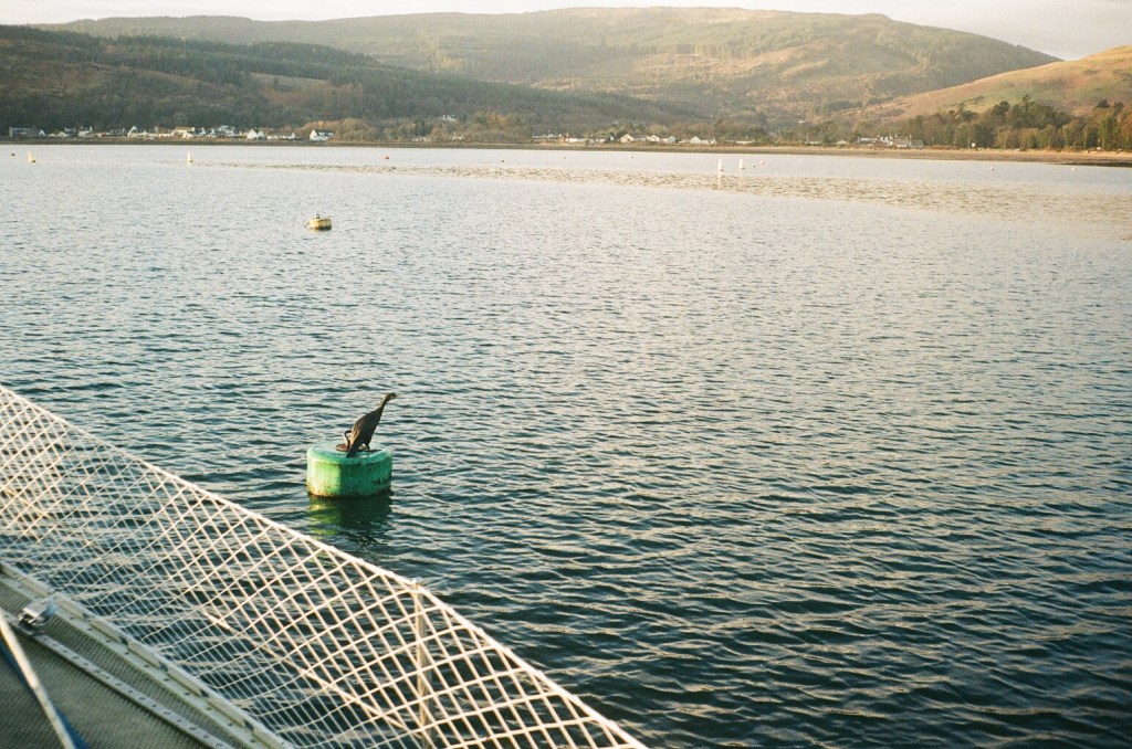A black bird sits on a mooring buoy.